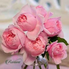 Hoa hồng ngoại Anh The Alnwick rose