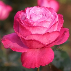 Hoa hồng ngoại Blue River rose