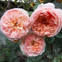 Hoa hồng Abraham Darby rose