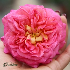 Hoa hồng leo Christopher Marlowe rose
