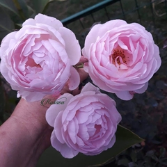 Hoa hồng leo Heritage rose