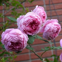 Hoa hồng leo Huntington rose