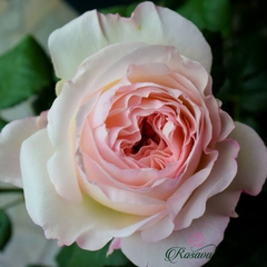 Hoa hồng leo Keira rose
