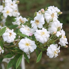 Hoa hồng leo Snow Goose rose