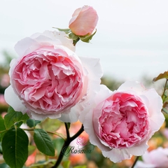 Hoa hồng leo The Wedgwood rose