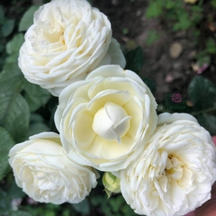 Hoa hồng leo ngoại Artemis rose