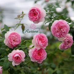 Hoa hồng Mon Coeur rose Nhật