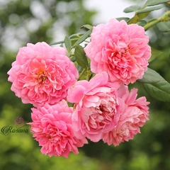Hoa hồng leo Nhật Robe A La Francaise rose