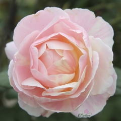 Hoa hồng leo Pháp Billet Doux rose