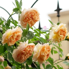 Hoa hồng leo Pháp Charles De Nervaux rose