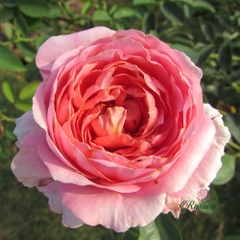 Hoa hồng leo Pháp Dames de Chenonceau rose