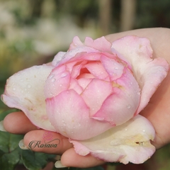 Hoa hồng leo Pháp Honore De Balzac rose