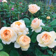 Hoa hồng leo Pháp Salmanasar rose
