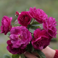 Hoa hồng Mỹ Ebb Tide rose