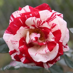 Hoa hồng Mỹ Rock & Roll rose