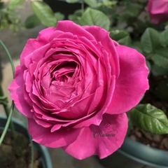 Hoa hồng nhập ngoại All For Love rose