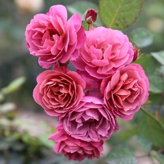 Hoa hồng ngoại Aoi rose