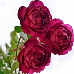 Hoa hồng Autumn Rouge rose