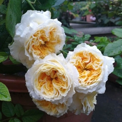Hoa hồng ngoại Beatrice rose
