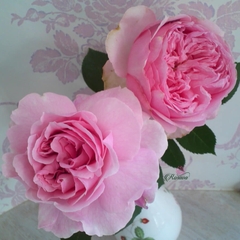 Hoa hồng Nhật Bel Canto rose