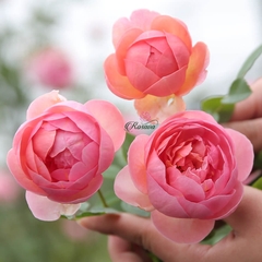 Hoa hồng ngoại Anh Boscobel rose