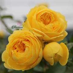 Hoa hồng Catalina rose