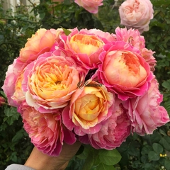 Hoa hồng ngoại Claude Monet rose