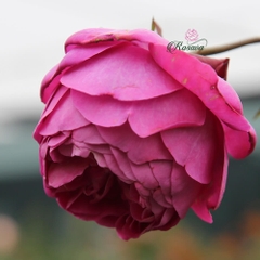 Hoa hồng ngoại Eve Fragrant Gar rose