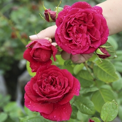 Hoa hồng ngoại Femme Fatale rose