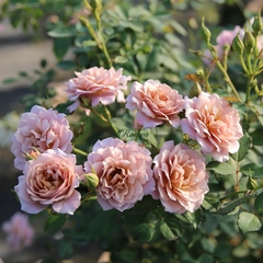 Hoa hồng Nhật Iori rose