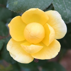 Hoa hồng ngoại Jeanna d’Arc rose
