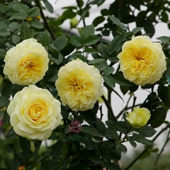 Hoa hồng ngoại Kaikyo rose