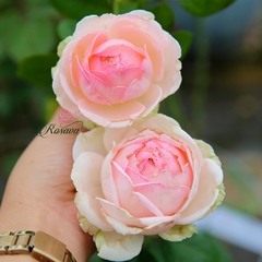 Hoa hồng Nhật M-Nostalgic Romance rose