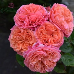 Hoa hồng ngoại Mary Ann rose