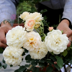 Hoa hồng ngoại Mini Juliet rose