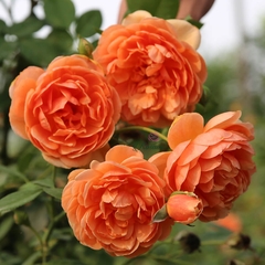 Hoa hồng ngoại Anh Pat Austin rose