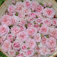 Hoa hồng ngoại Souvenir De La Malmaison rose