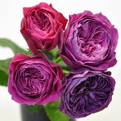 Hoa hồng ngoại Yu－Zen rose