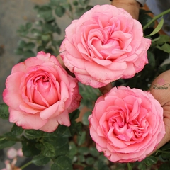 Hoa hồng ngoại Yves Bridal rose
