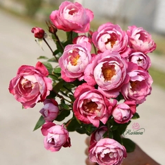 Hoa hồng Nhật Boule De Parfum rose