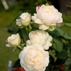 Hoa hồng Nhật Solbepeshblanc rose