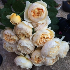 Hoa hồng Pháp Alexandrine rose
