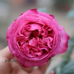 Hoa hồng Pháp Cepheus rose