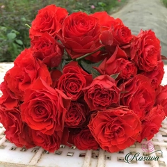 Hoa hồng Pháp Samarcanda rose