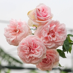 Hoa hồng Văn Khôi - Giống hồng thơm nhất Việt Nam