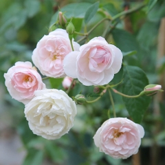 Hoa hồng leo Phớt Hồng Đà Lạt – chùm siêu khủng hoa siêu thơm