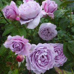 Hoa hồng ngoại Novalis rose