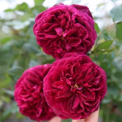 Hoa hồng ngoại Rose Royale rose