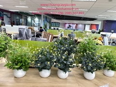 Giỏ cói trồng khóm chuối cảnh tại văn phòng Công ty Bosch - 29 Liễu Giai - Ba Đình - Tp Hà Nội