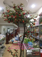 Chậu cây Lựu đẹp mê hồn tại Hà Nội - giá tốt nhất thị trường